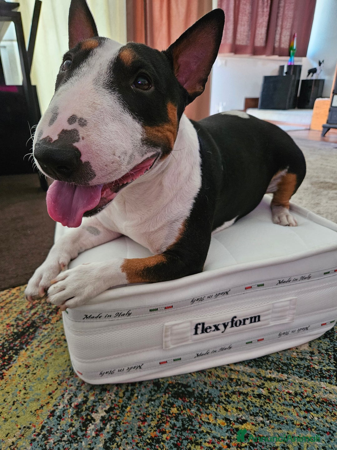 Bull Terrier Mini cani per accoppiamento: Maschio Bull terrier miniature tricolor per monta - Annuncio 4