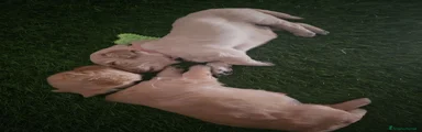 Golden Retriever 2