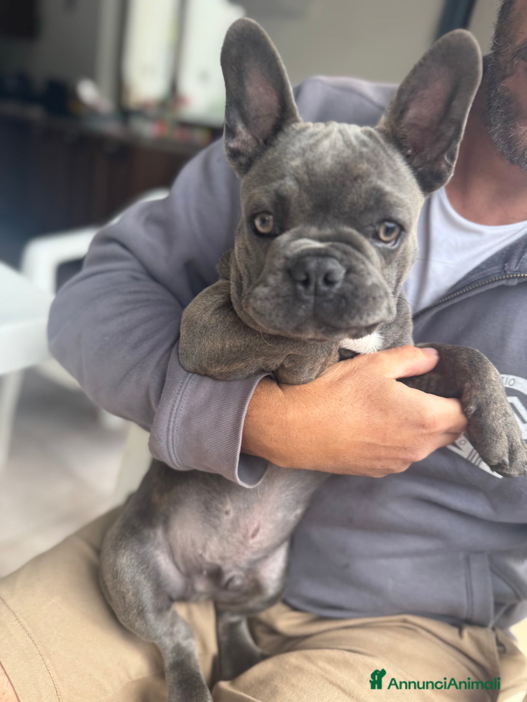 Bulldog Francese cani in vendita: Buldog francese esotico  a Provincia di Sassari - Immagine 8