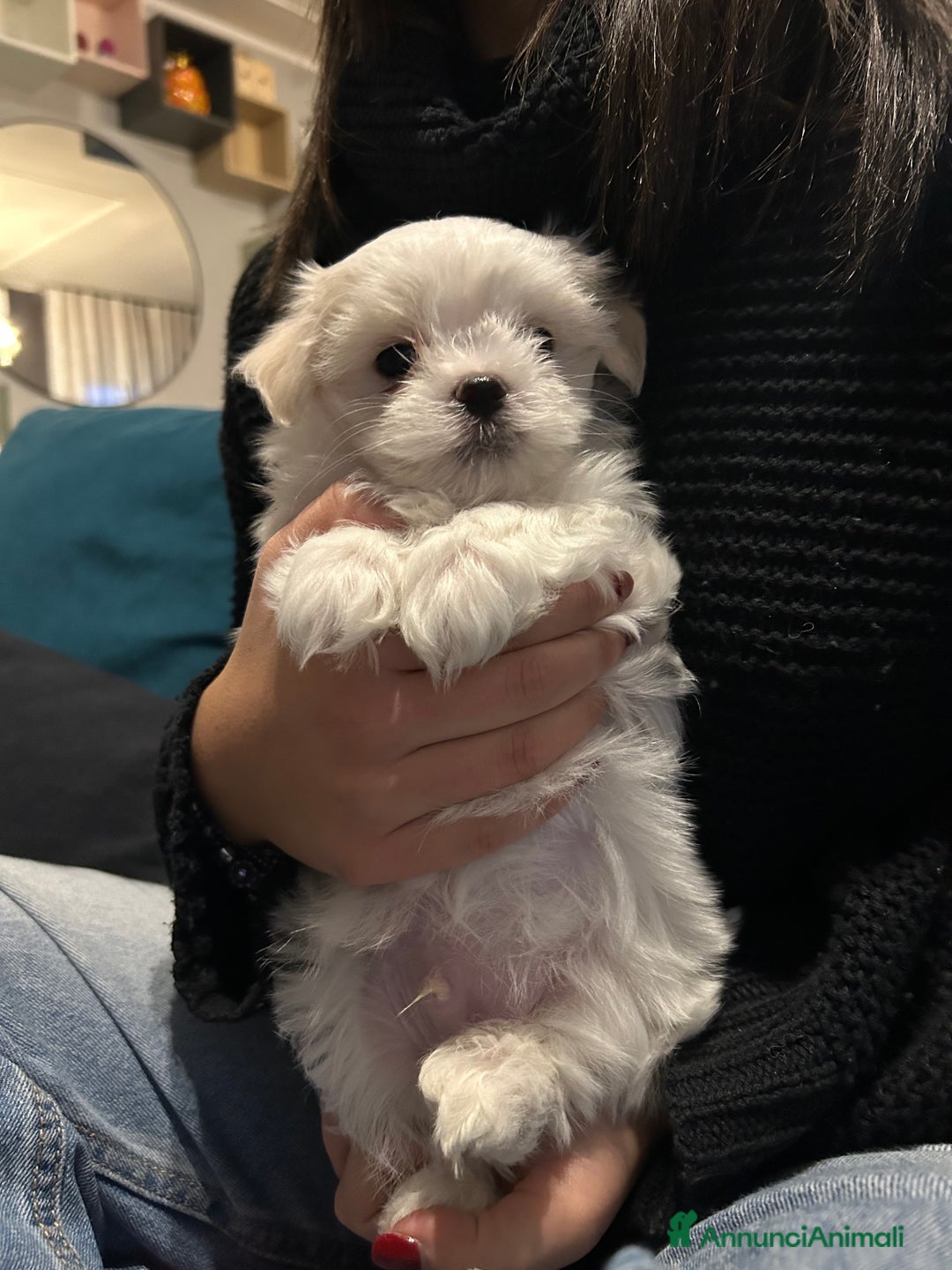 Maltese cani in vendita: Cuccioli Maltesi: Piccoli Tesori in Cerca di Casa - Annuncio 1