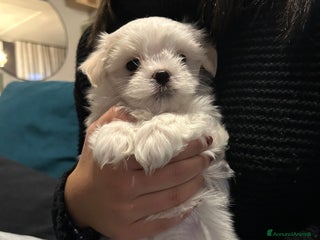 Maltese cani Cuccioli Maltesi: Piccoli Tesori in Cerca di Casa - Annuncio 3