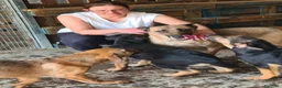 Meticcio cani in vendita: Cucciolo meticcio nero focato a Provincia di Lecco - Annuncio 1