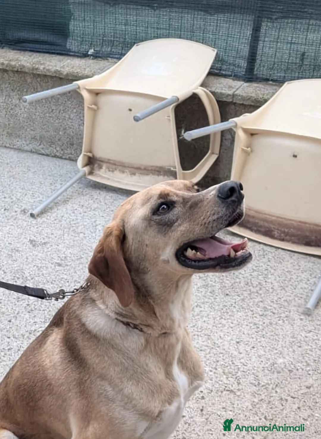 Meticcio cani in regalo: Dylan, splendido meticcio a Città metropolitana di Milano - Annuncio 1