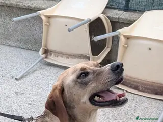 Meticcio cani Dylan, splendido meticcio a Città metropolitana di Milano - Annuncio 37