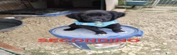 Meticcio cani in regalo: CUCCIOLI 2 mesi taglia media - Annuncio 8