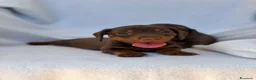 Bassotto cani in vendita: Cuccioli di bassotto ENCI disponibili  - Annuncio 3
