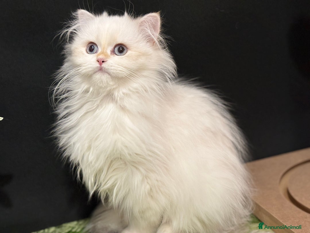 British gatti in vendita: Due cucciole british short e longhair  - Annuncio 3