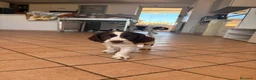 Springer Spaniel Inglese cani in vendita: Springs spaniel - Annuncio 3