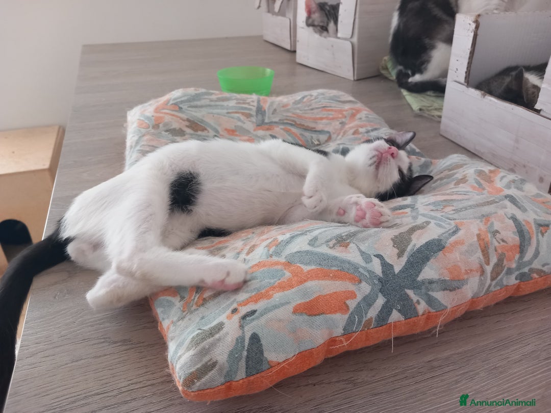 Europeo gatti in regalo: Dolce micino da adottare, LUPIN! - Annuncio 6