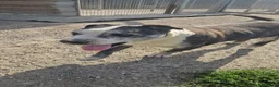 Meticcio cani in regalo: Zeus: nonnino molossino dolce socievole  - Annuncio 6