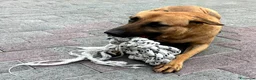 Meticcio cani in regalo: ARGO, APRI IL TUO CUORE PER LUI - Annuncio 9