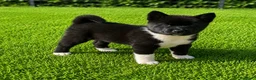 Akita Americano cani in vendita: Prezzo bomba cuccioli di akita - Annuncio 4