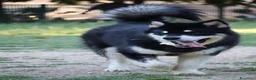Alaskan Malamute cani per accoppiamento: Alaskan malamute a Provincia di Livorno - Annuncio 10