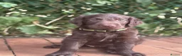 Flat Coated cani in vendita: Cuccioli flat coated retriever  - Annuncio 14