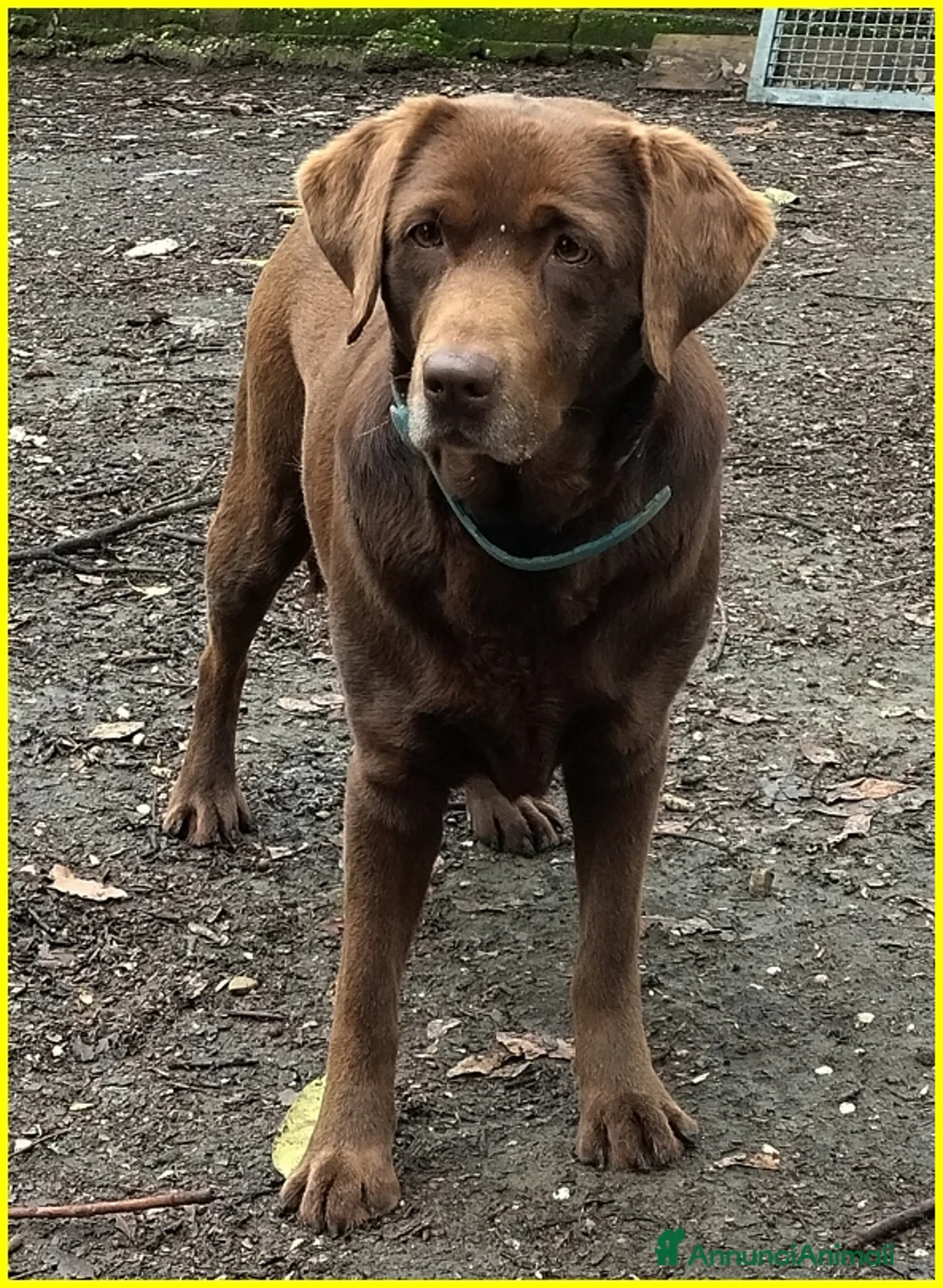 Labrador cani in regalo: KUBRA stupenda labrador 4 anni cieca - Annuncio 6