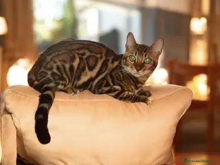 Bengala gatti Gatto del Bengala - Annuncio 3