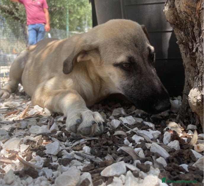 Altre razze cani ALBA ARGO ATHENA E ATHOS - Annuncio 2