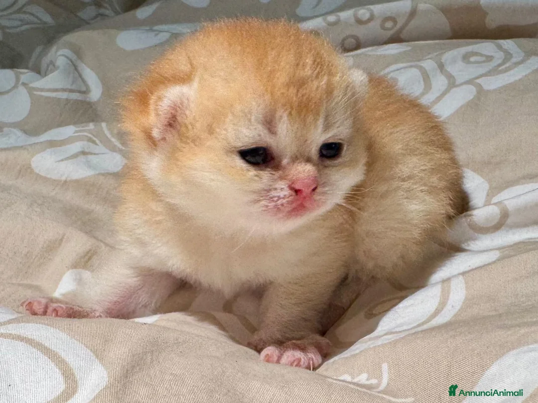 British gatti in vendita: Gattini British Shorthair golden chell  - Annuncio 2