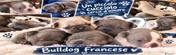 Bulldog Francese cani in vendita: Bulldog francese a Città metropolitana di Palermo - Annuncio 1