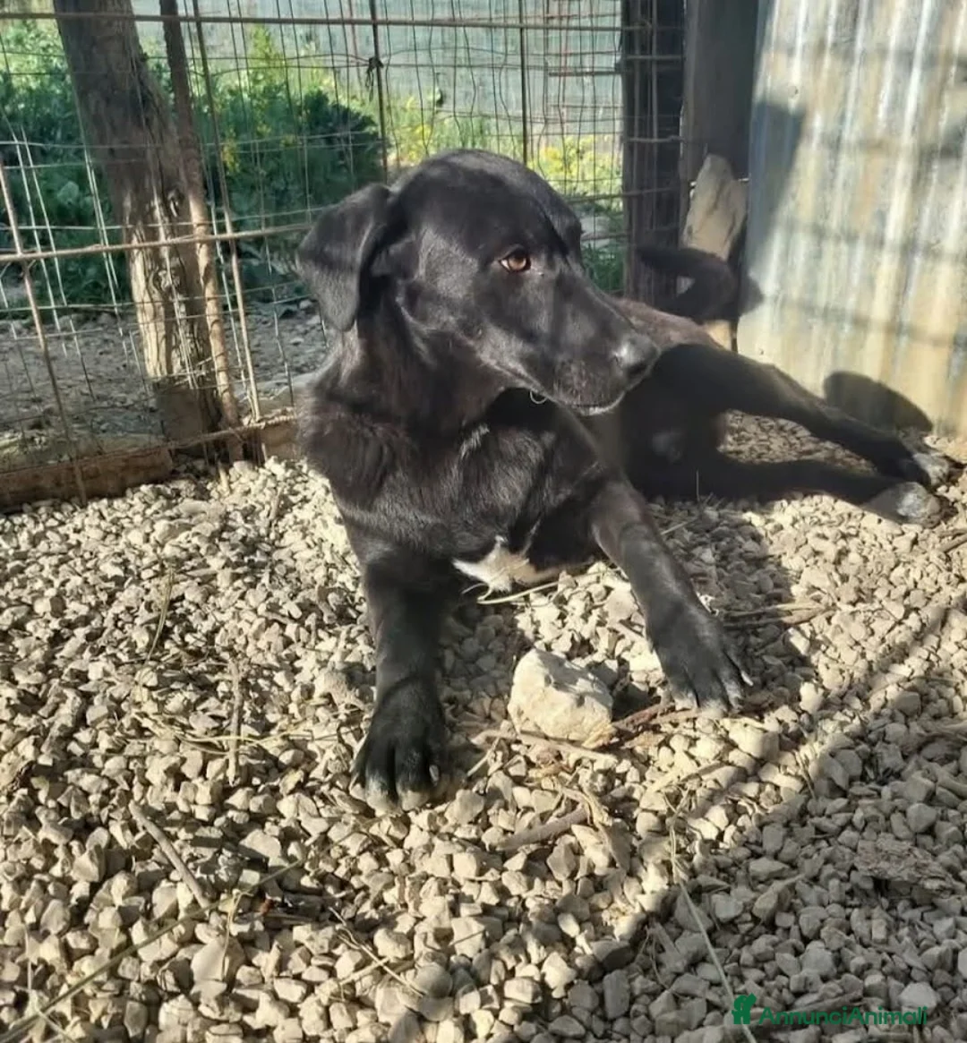 Meticcio cani in regalo: 1 anno, CARLO, cerca casa e AMORE - Annuncio 7