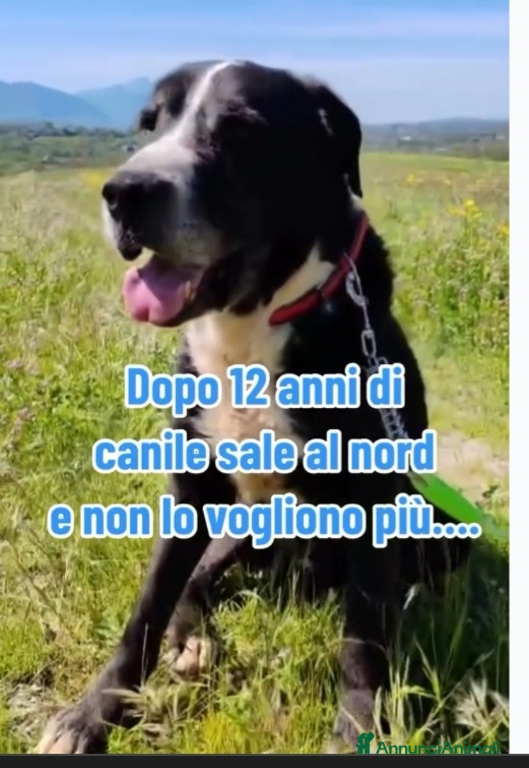 Meticcio cani in regalo: 12ANNI DI DURO CANILE..ADOTTATO E RIFIUTATO!MILANO a Città metropolitana di Milano - Annuncio 5