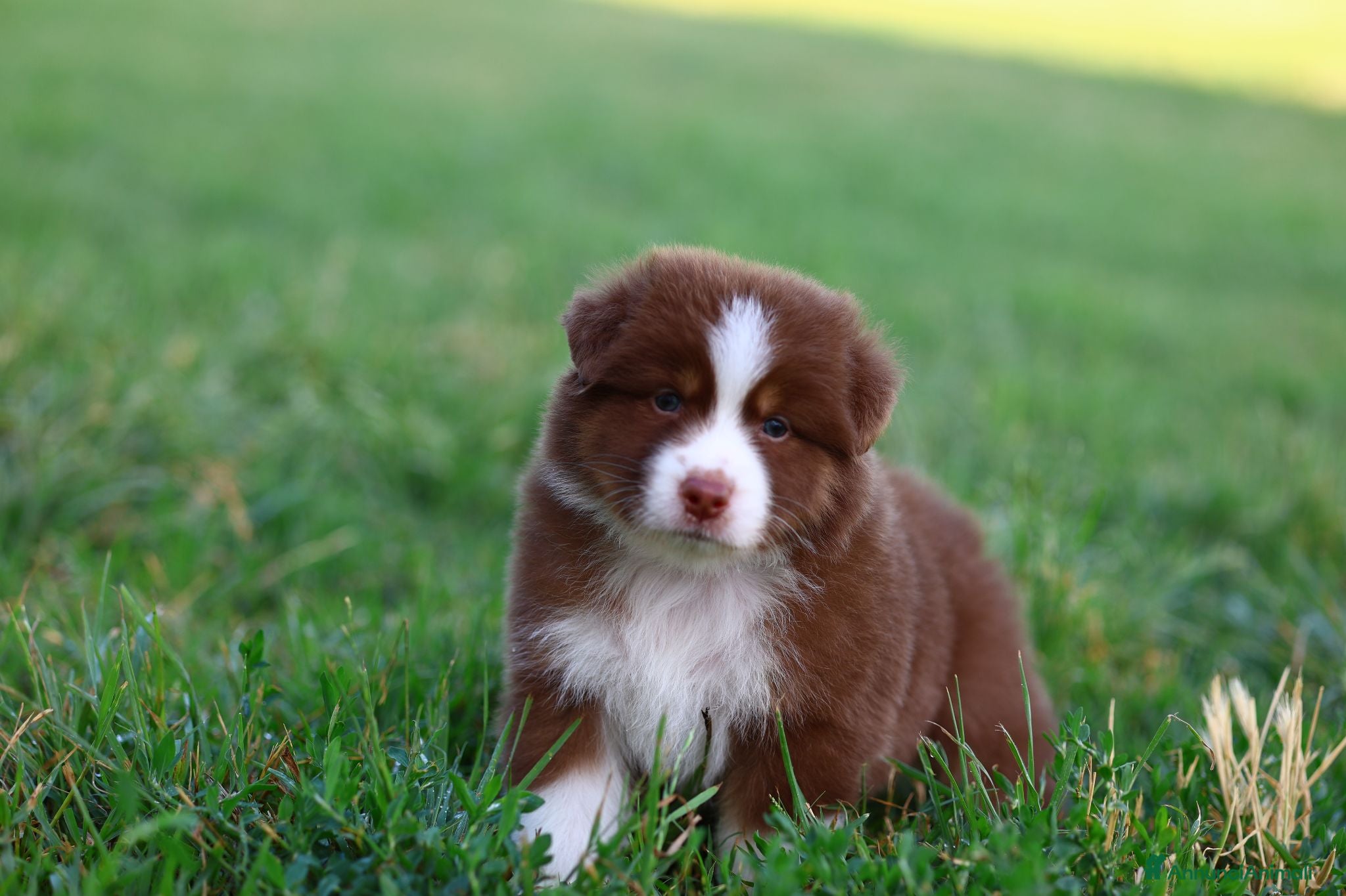 Australian Shepherd cani Cuccioli di pastore australiano  - Annuncio 16