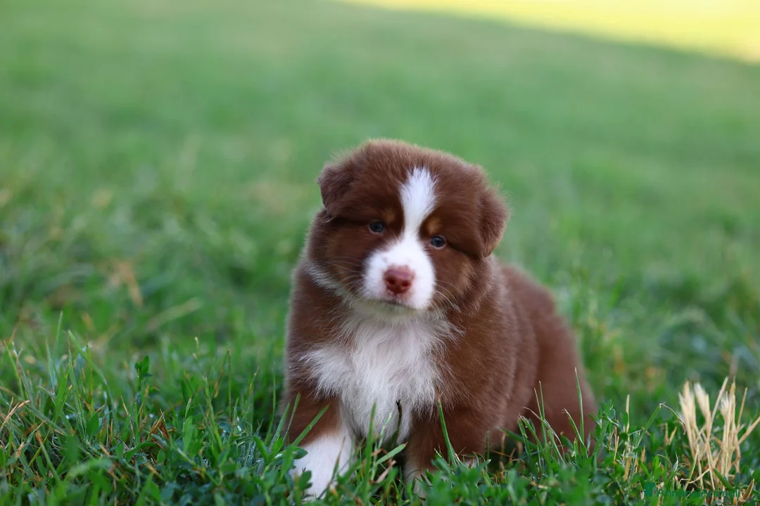 Australian Shepherd cani in vendita: Cuccioli di pastore australiano  - Annuncio 1