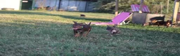 Pitbull cani in vendita: Cuccioli Pit Bull con pedigree anche a rate - Annuncio 14