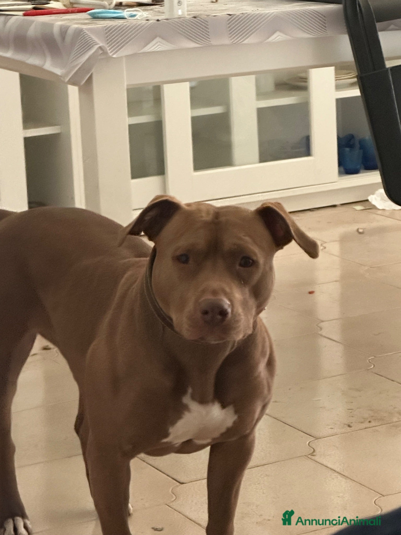 Pitbull cani Pittbull UKC  - Annuncio 10