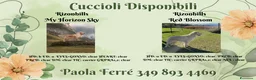 Golden Retriever cani in vendita: vendo cuccioli golden retriever con pedigree  a Provincia di Varese - Annuncio 3