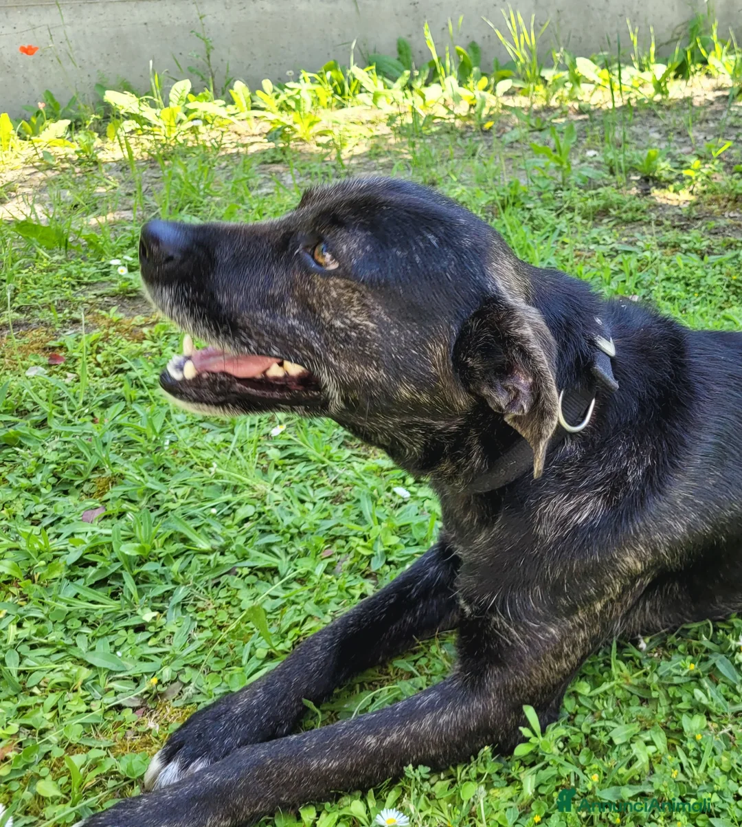 Meticcio cani in regalo: Cucciolotto Leo cerca affetto - Annuncio 2