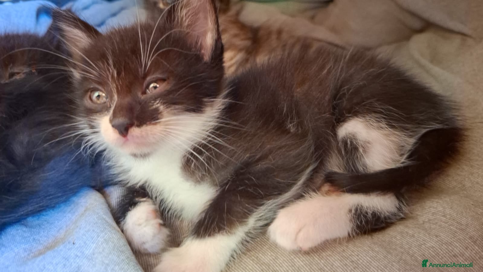 Altre razze gatti in regalo: 4 bellissimi gattini/e vivaci - Annuncio 3
