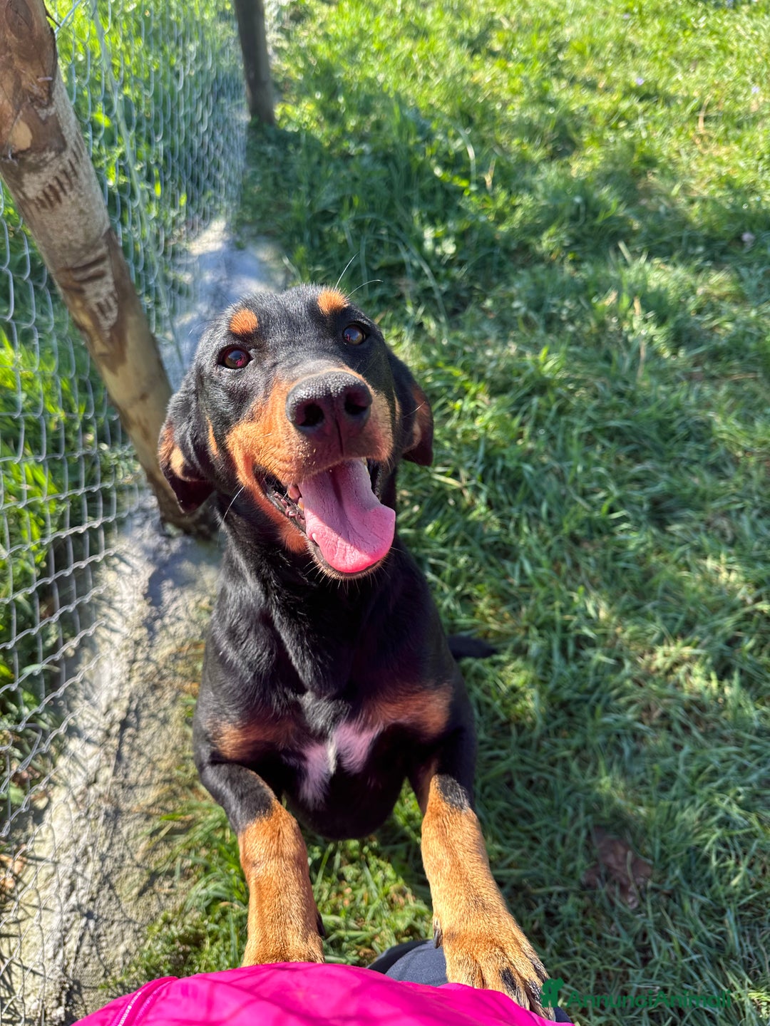 Meticcio cani in regalo: Pietro  - Annuncio 6