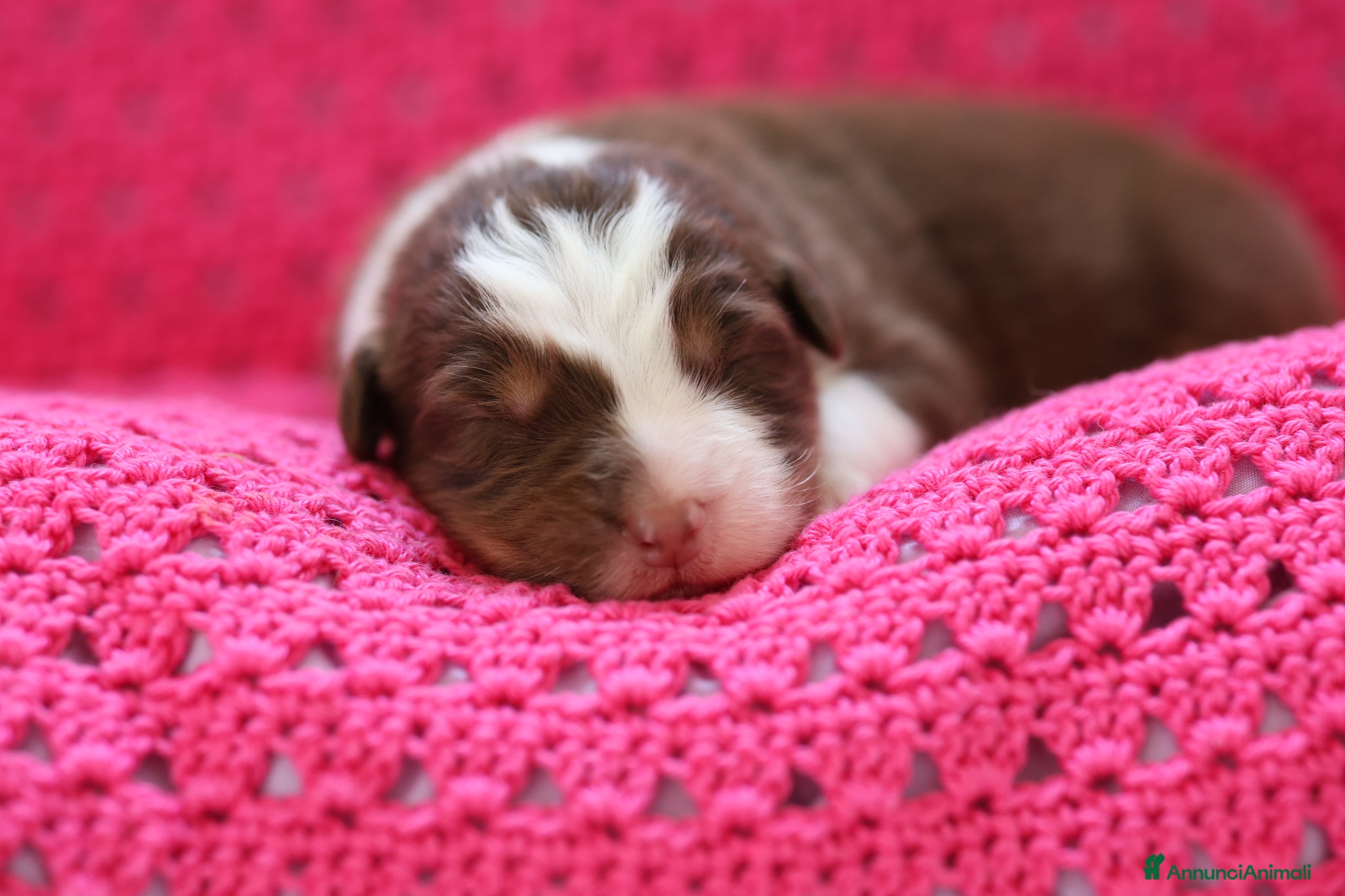 Australian Shepherd cani Cuccioli di pastore australiano  - Annuncio 28