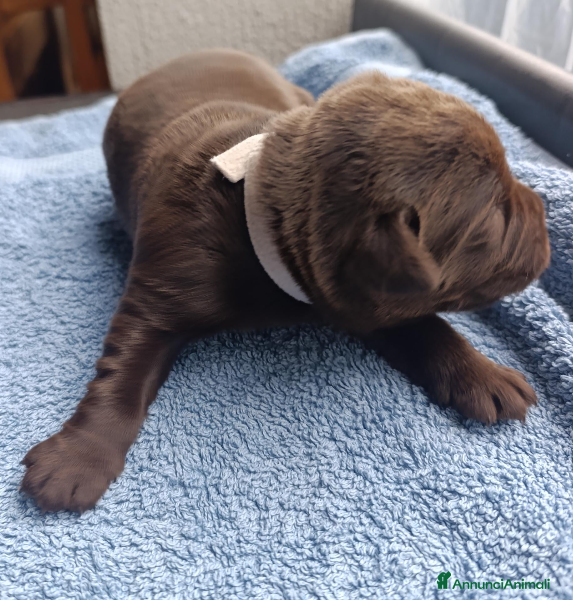 Labrador cani in vendita: cuccioli labrador cocholate - Annuncio 1