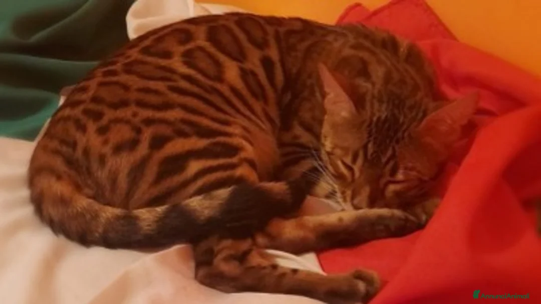 Immagine della galleria {{count}}