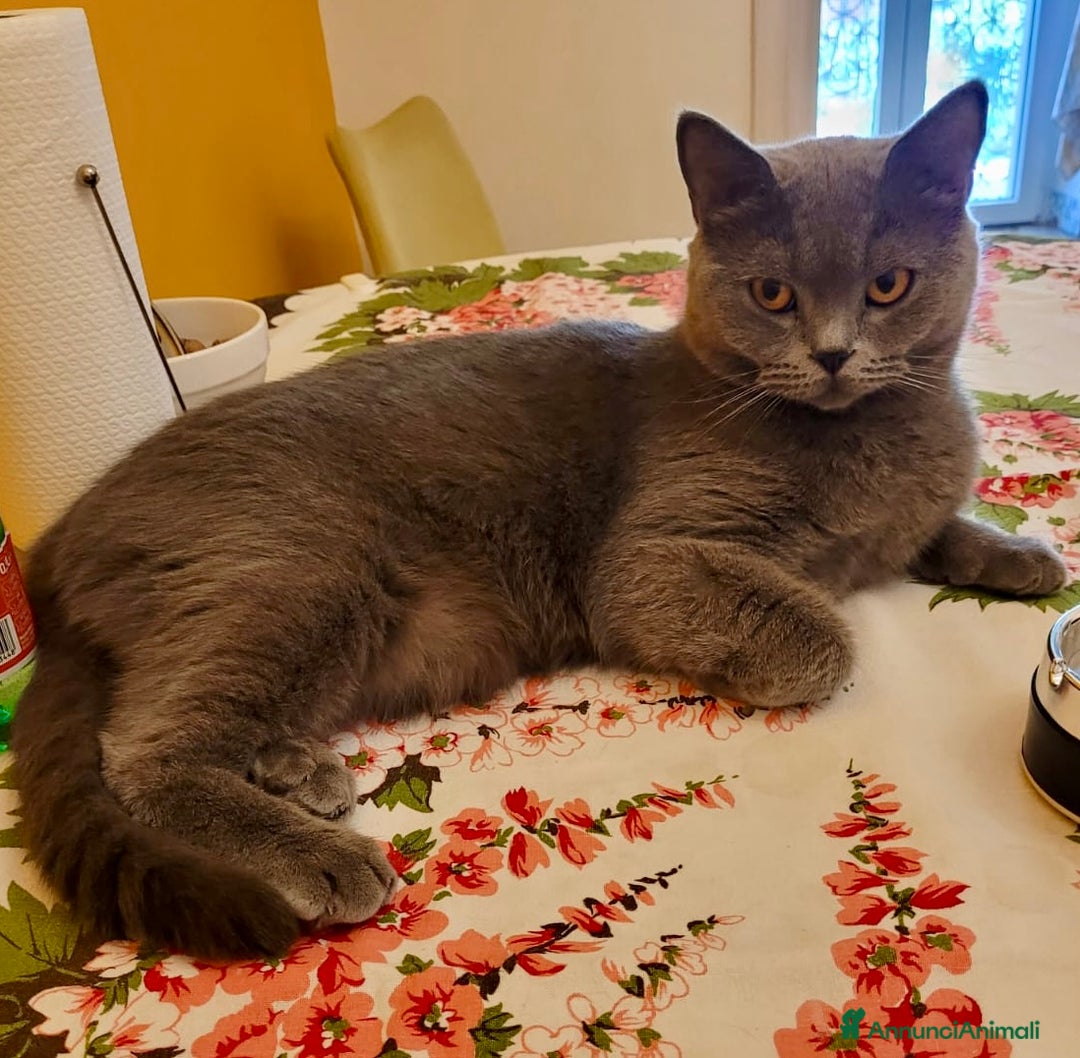 British gatti per accoppiamento: British Offresi British Shor Fem per accoppiamento - Annuncio 2