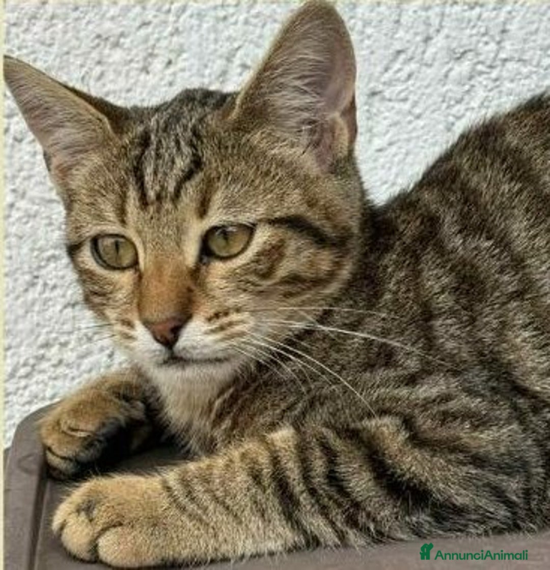 Europeo gatti in regalo: JIMMY, adorabile gattino in adozione! - Annuncio 3