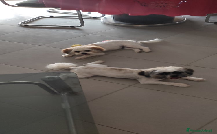 Shih Tzu cani a Provincia di Catanzaro - Annuncio 11