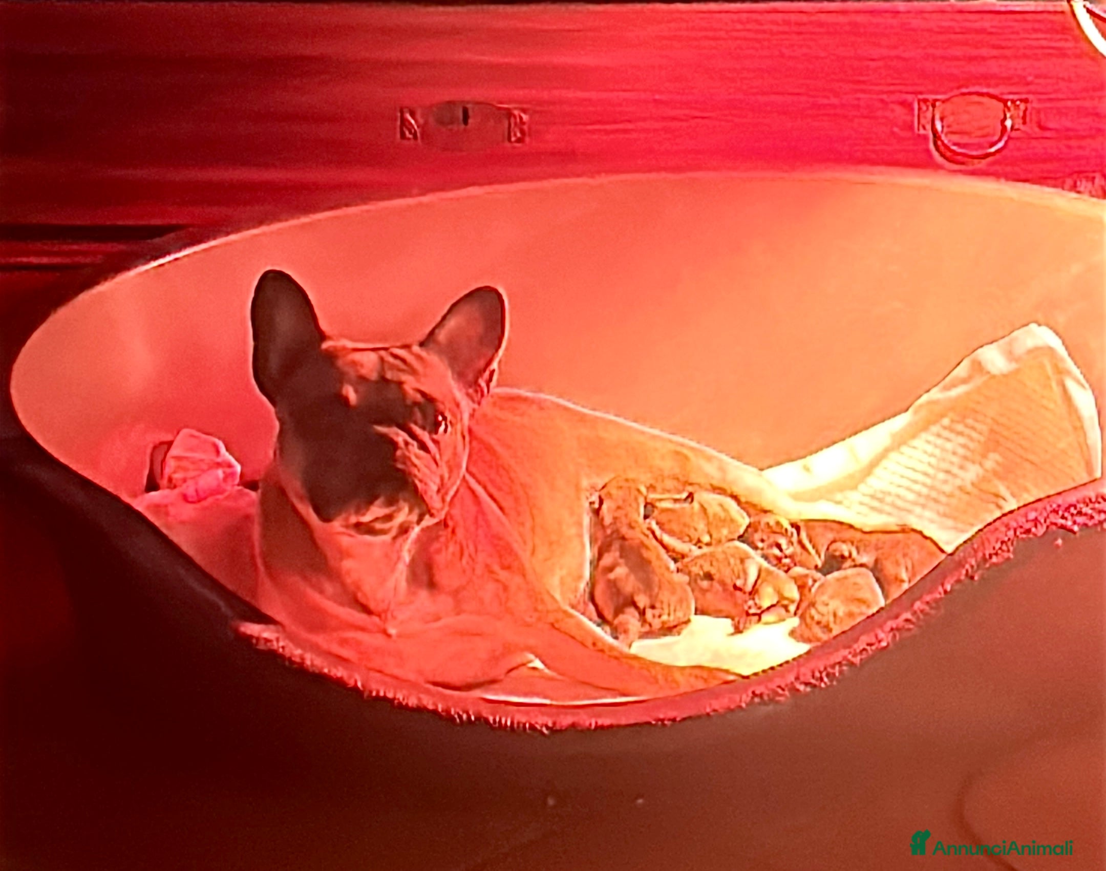 Bulldog Francese cani Bulldog francese Red Fulvi  - Annuncio 7