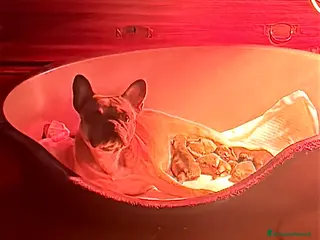 Bulldog Francese cani Bulldog francese Red Fulvi - Annuncio 7