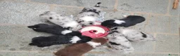 Australian Shepherd cani in vendita: Cucciola  casalinga  a Provincia di Bergamo - Annuncio 5