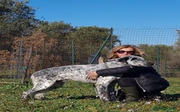 Meticcio cani in regalo: Furia, un allegro cucciolone  a Città Metropolitana di Bari - Immagine 5