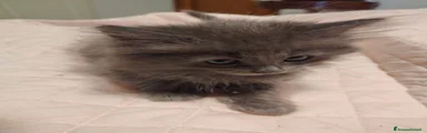 Siberiano 6