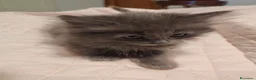 Siberiano gatti in vendita: Gatti cuccioli Siberiani - Annuncio 2