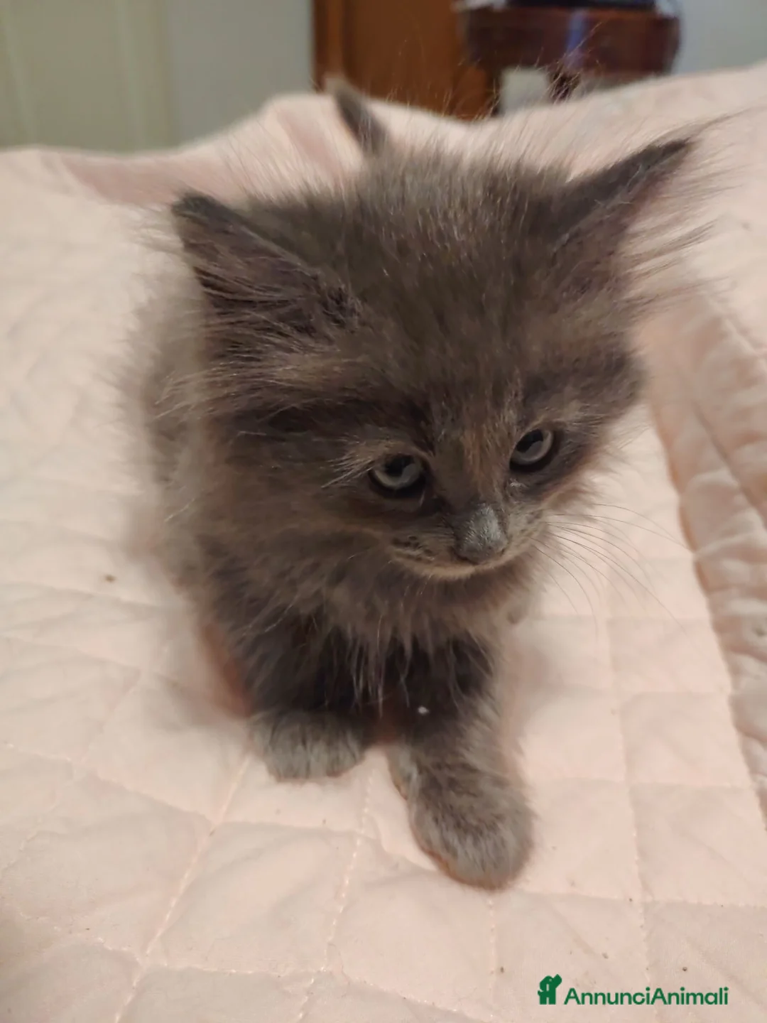 Siberiano gatti in vendita: Gatti cuccioli Siberiani - Annuncio 2