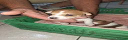 Jack Russell cani in vendita: Vendiita  - Annuncio 3