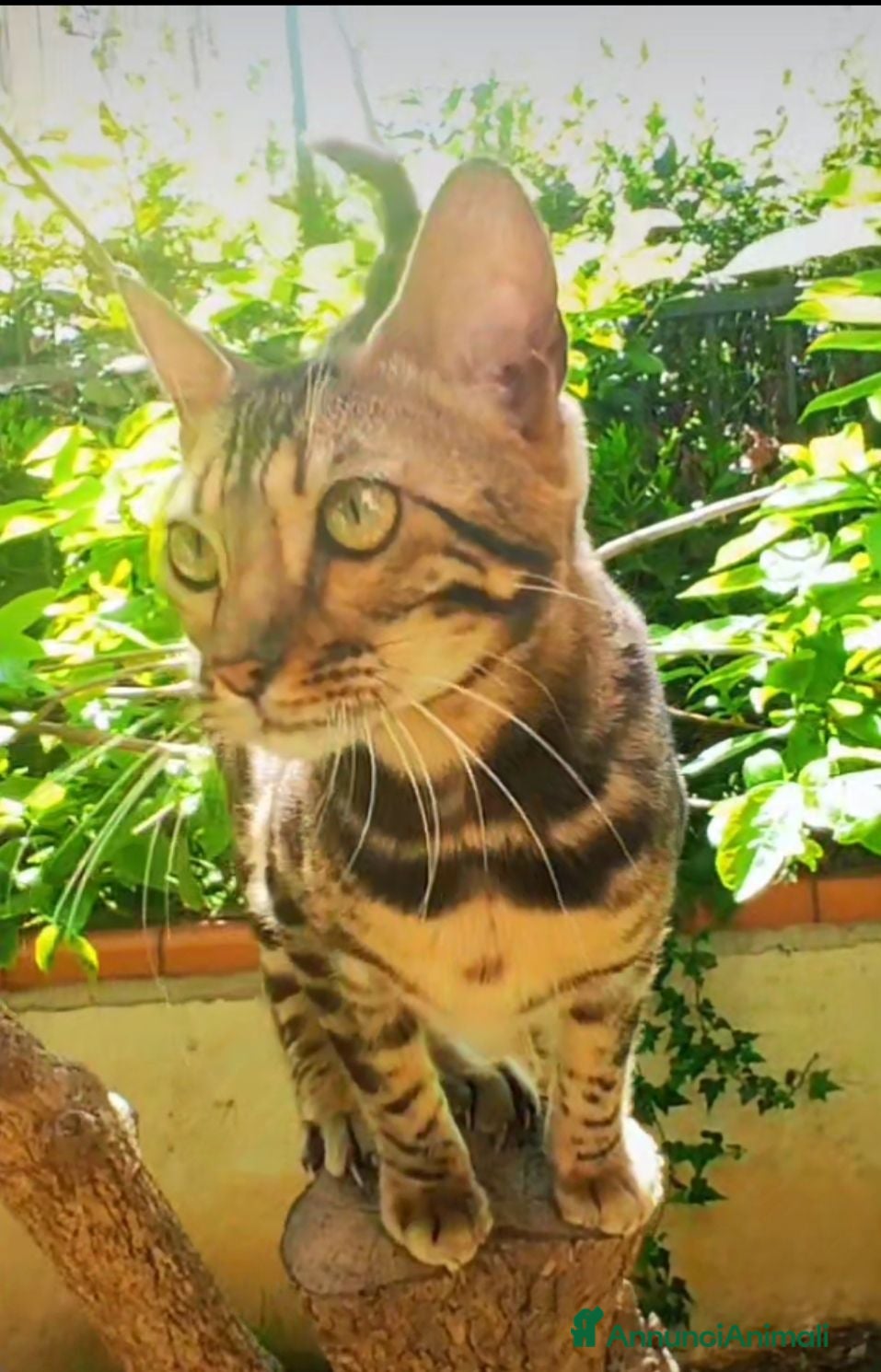 Bengala gatti Cucciola Bengala  - Annuncio 3