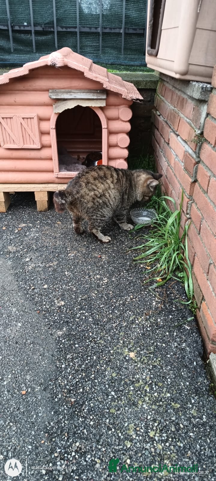 Meticcio gatti in regalo: ADOZ.del cuore:anziano,senza denti,buono,abbando. - Annuncio 4