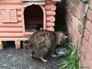 Meticcio gatti in regalo: ADOZ.del cuore:anziano,senza denti,buono,abbando. - Annuncio 4